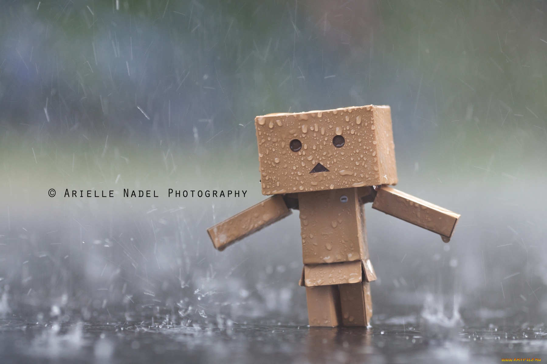 , , danboard, , 